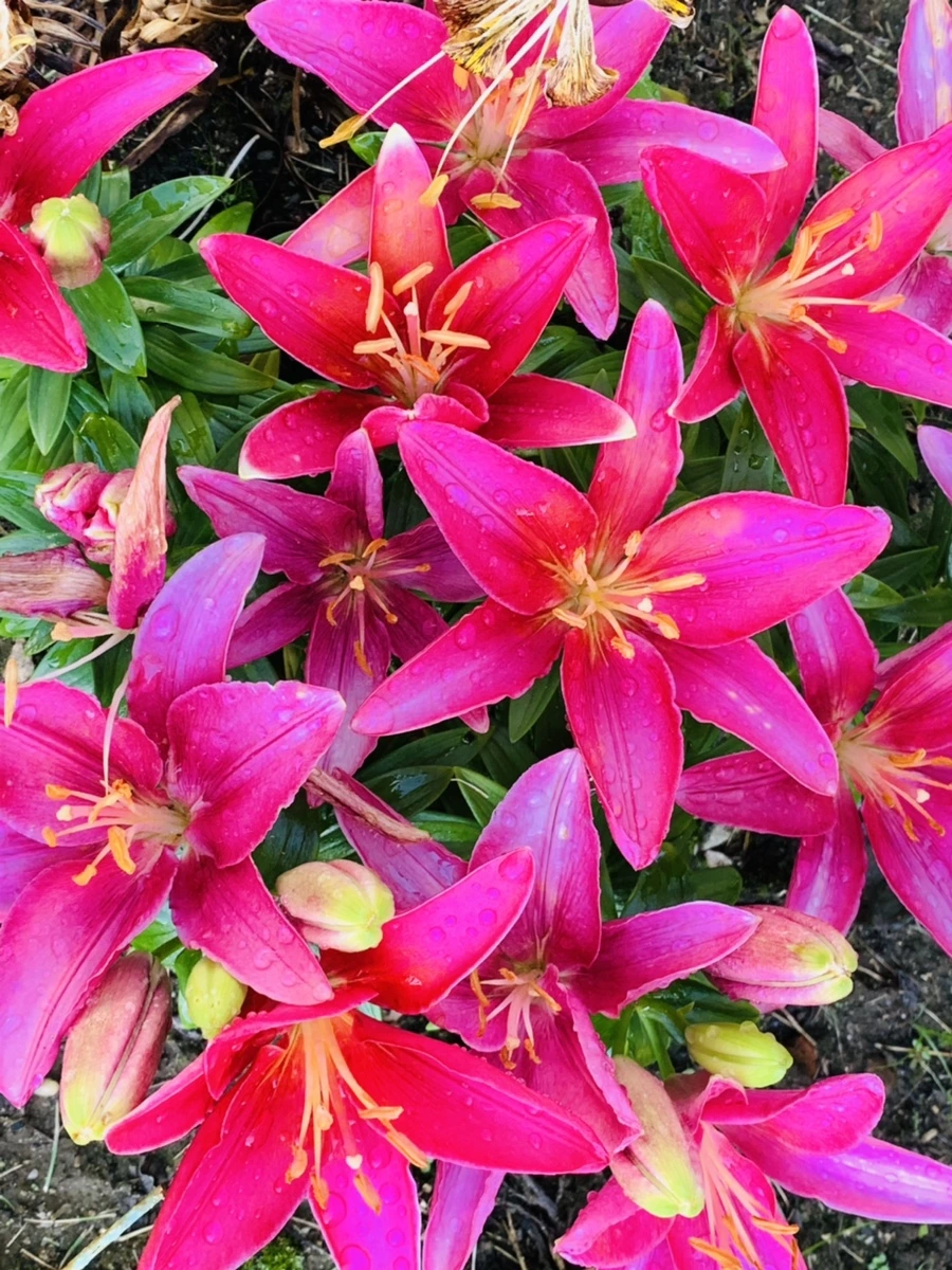 IMG_4797.jpg?type=w966