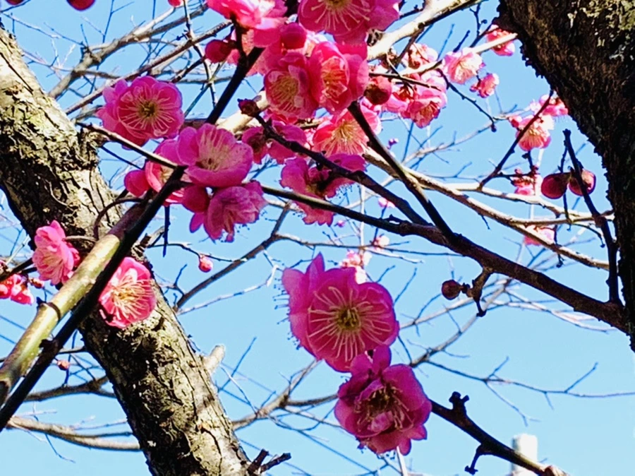 IMG_3009.jpg?type=w966