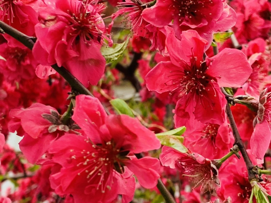 IMG_7986.jpg?type=w966