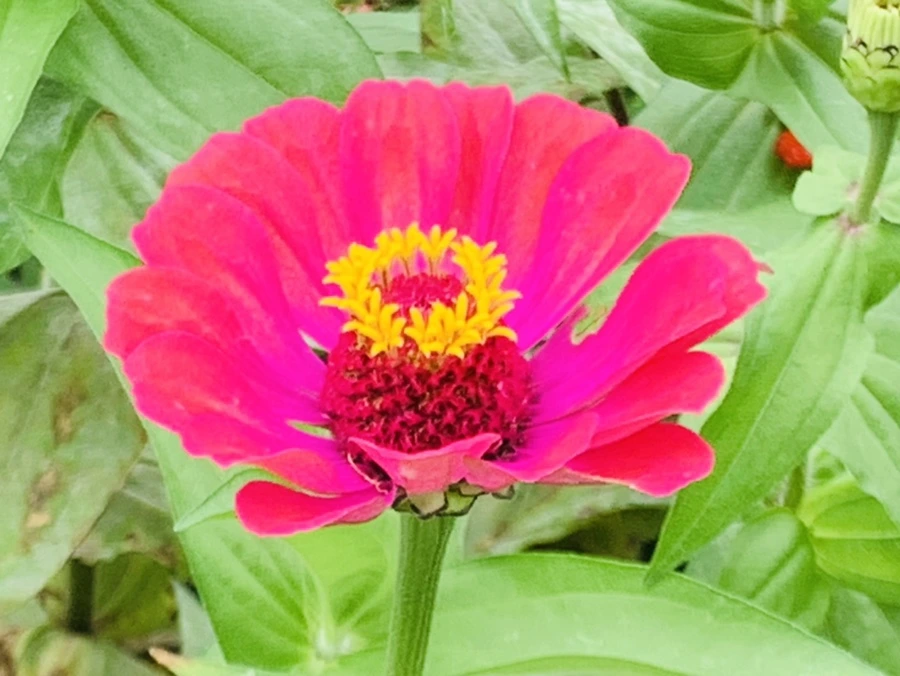 IMG_1188.jpg?type=w966