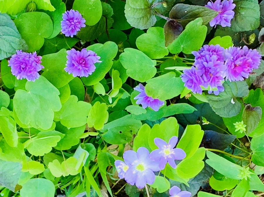 IMG_0584.jpg?type=w966