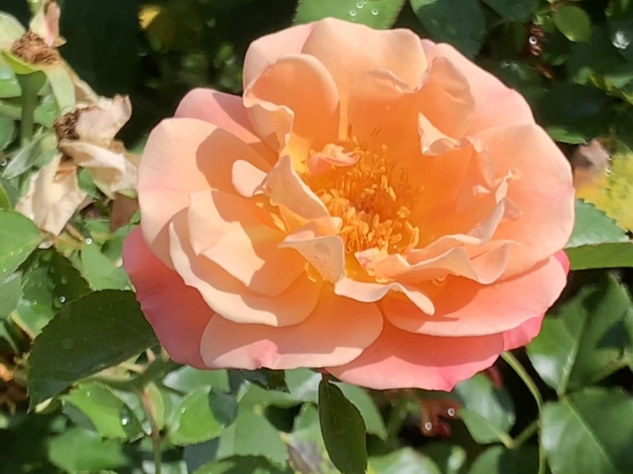 IMG_8456.jpg?type=w966