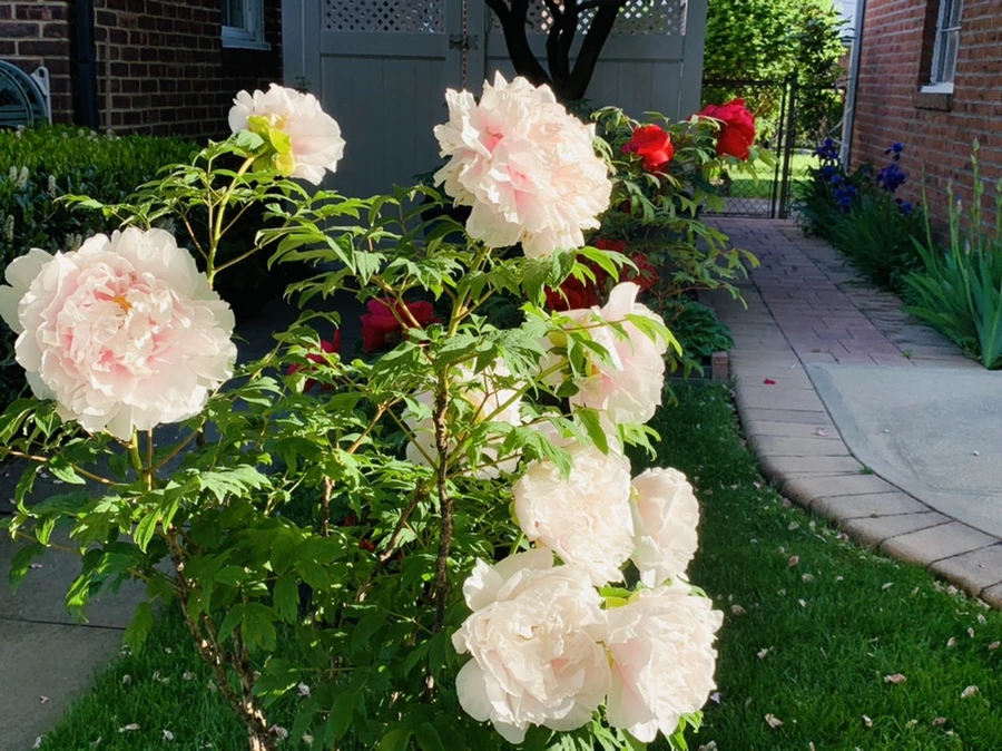 IMG_1812.jpg?type=w966