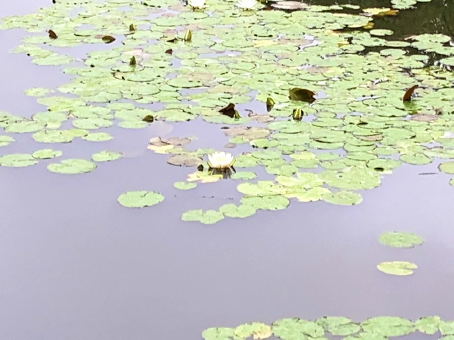 IMG_4861.jpg?type=w966