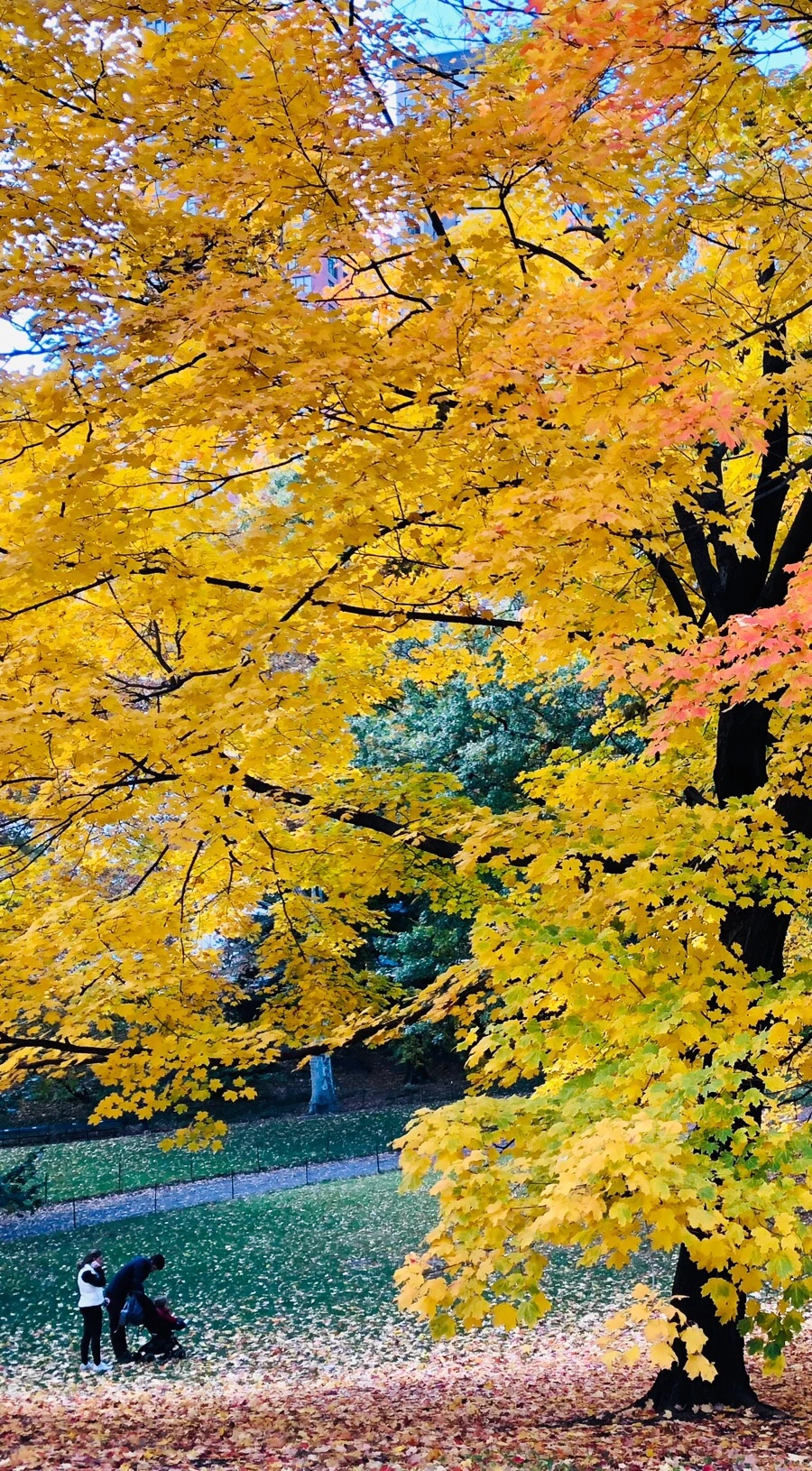 IMG_7335.jpg?type=w966