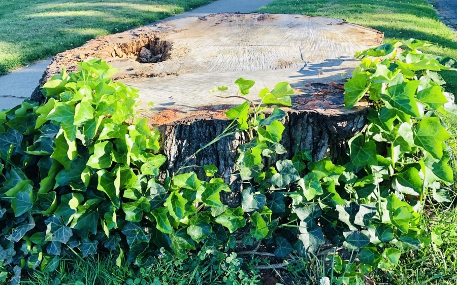 IMG_9085.jpg?type=w966