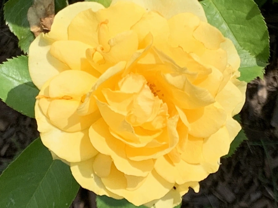 IMG_5452.jpg?type=w966