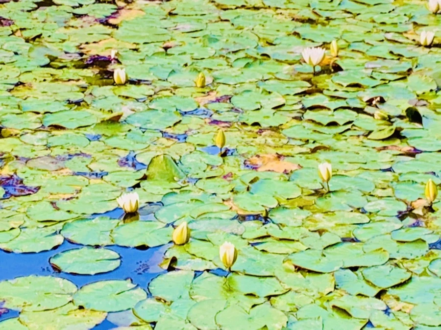 IMG_7886.jpg?type=w966