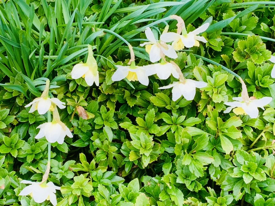 IMG_6087.jpg?type=w966