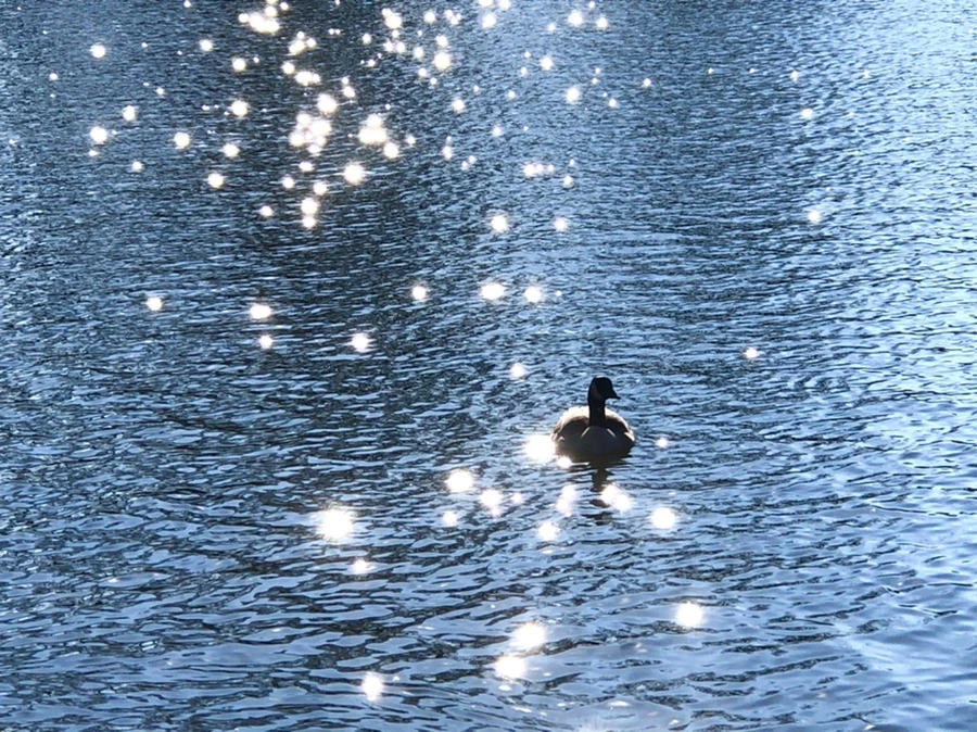 IMG_0211.jpg?type=w966