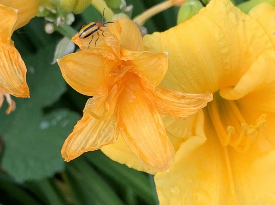 IMG_6023.jpg?type=w966