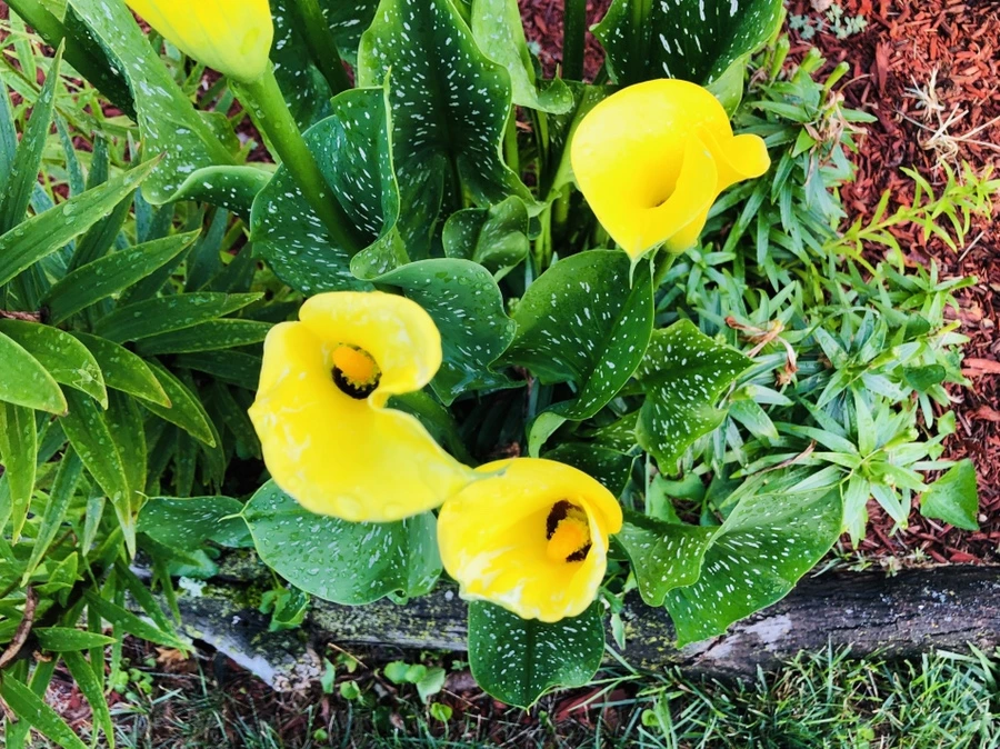 IMG_1512.jpg?type=w966