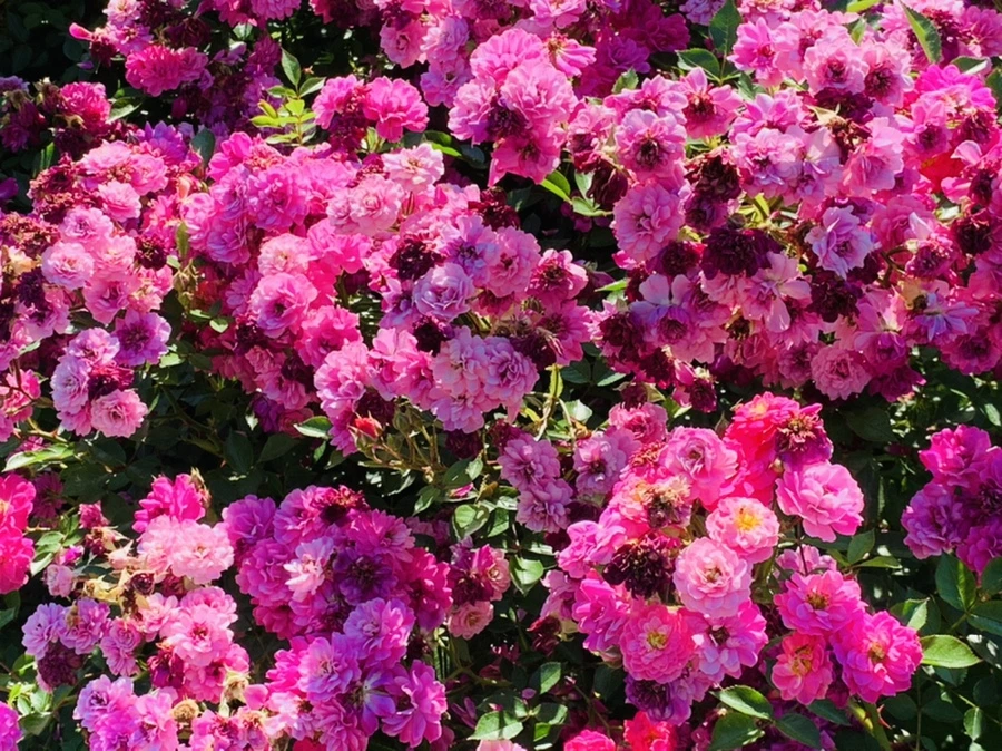 IMG_3164.jpg?type=w966