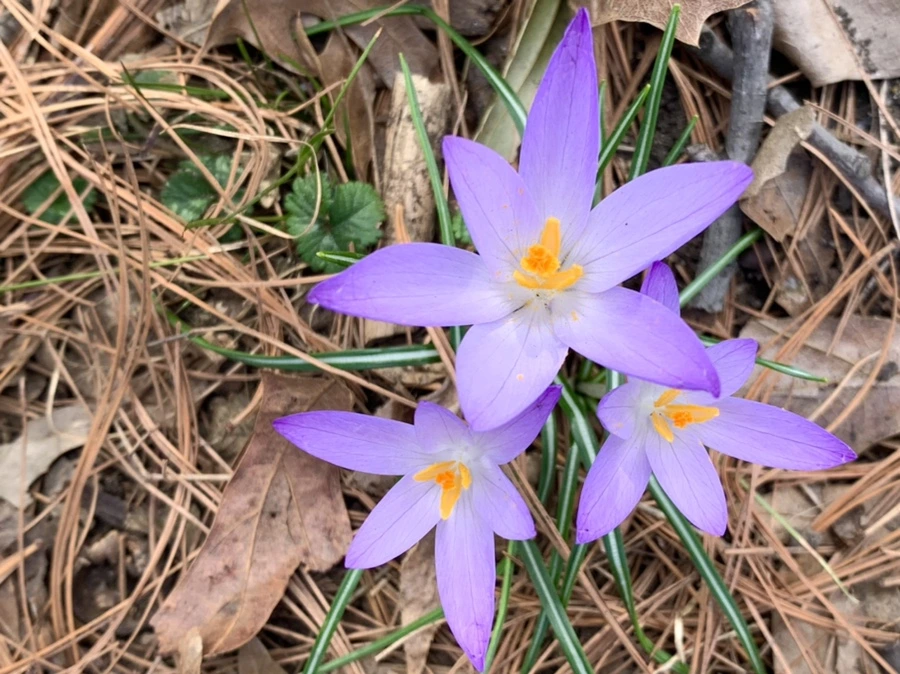 IMG_0445.jpg?type=w966