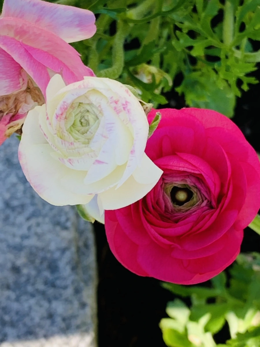 IMG_0638.jpg?type=w966