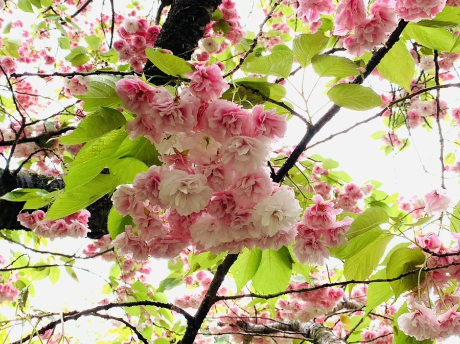 IMG_0159.jpg?type=w966