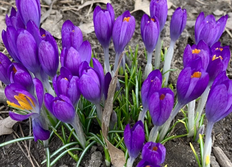 IMG_0451.jpg?type=w966