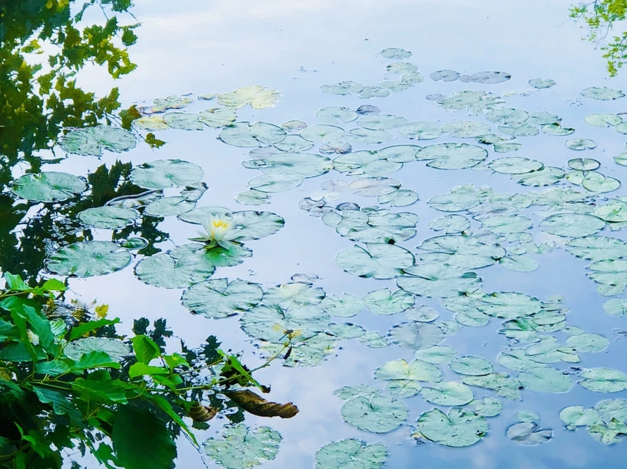 IMG_4936.jpg?type=w966