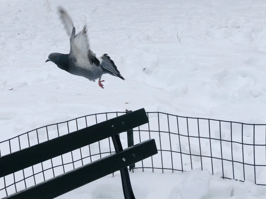 IMG_9125.jpg?type=w966