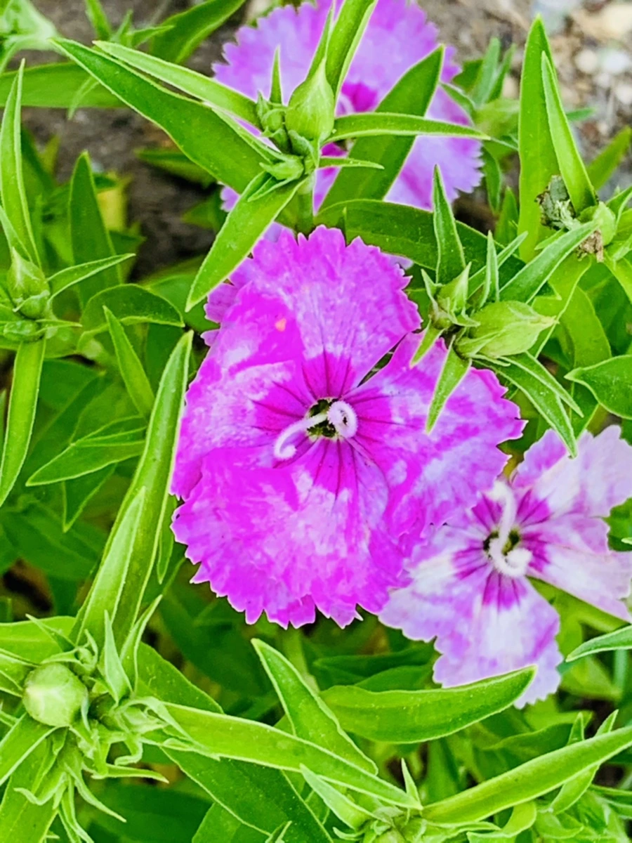 IMG_9019.jpg?type=w966