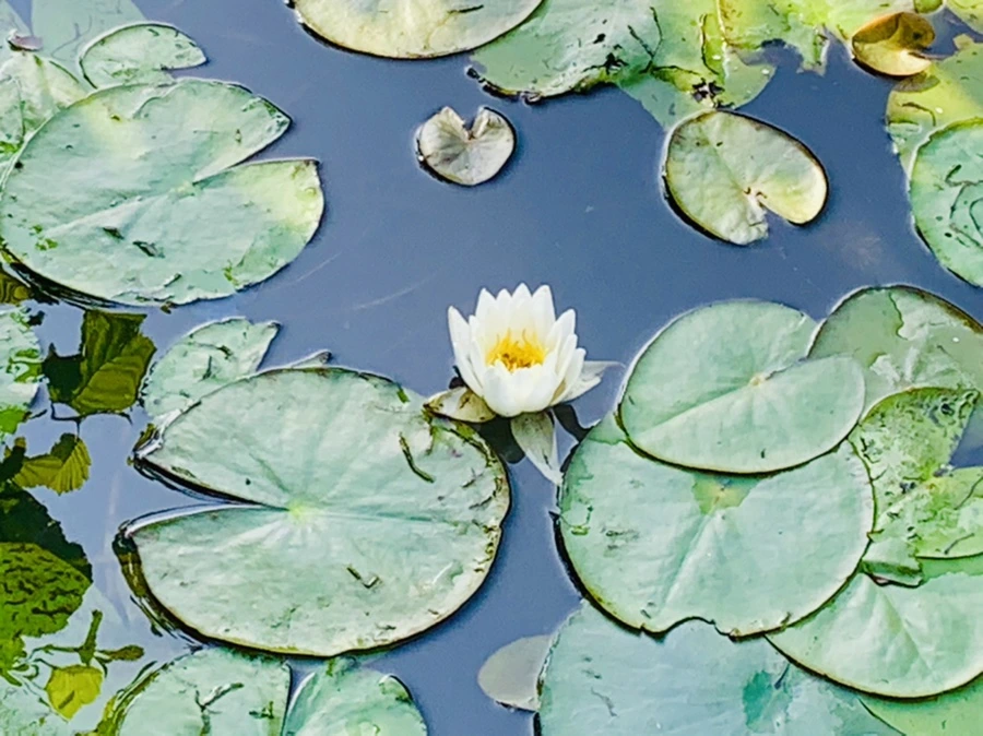 IMG_1287.jpg?type=w966