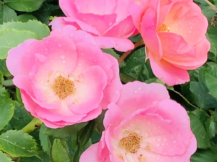 IMG_4966.jpg?type=w966