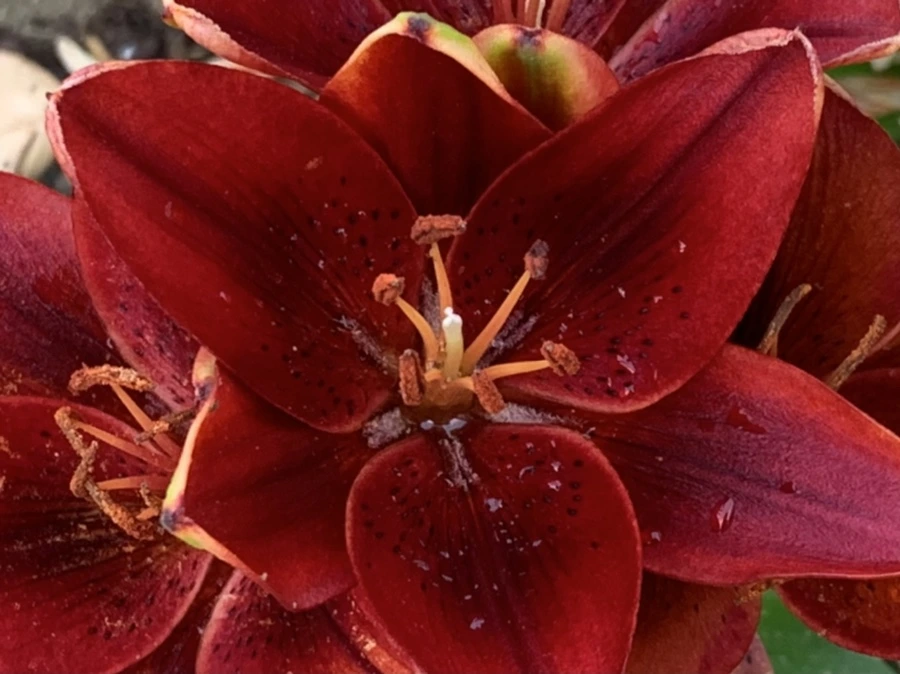 IMG_5872.jpg?type=w966