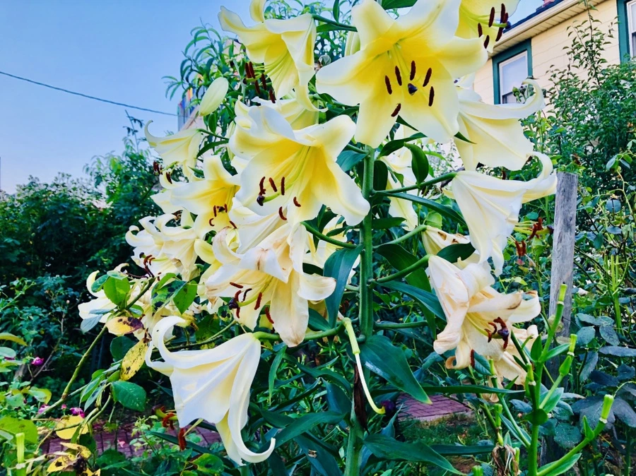 IMG_2402.jpg?type=w966