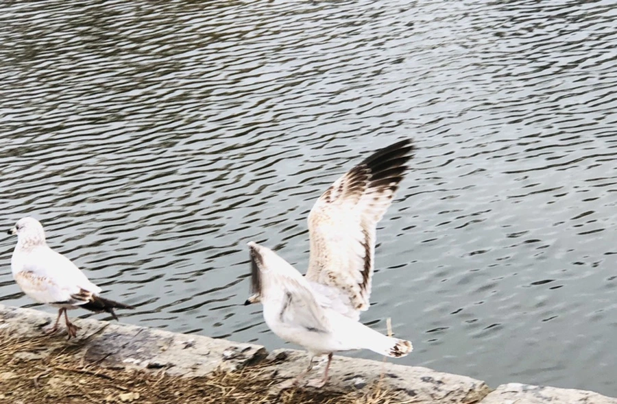 IMG_3303.jpg?type=w966