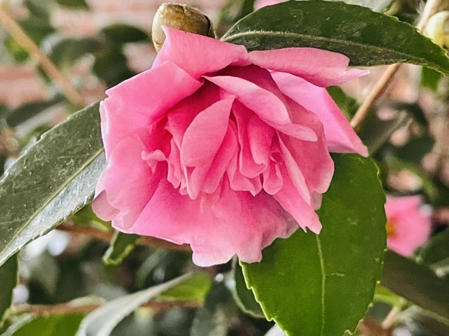 IMG_7381.jpg?type=w966