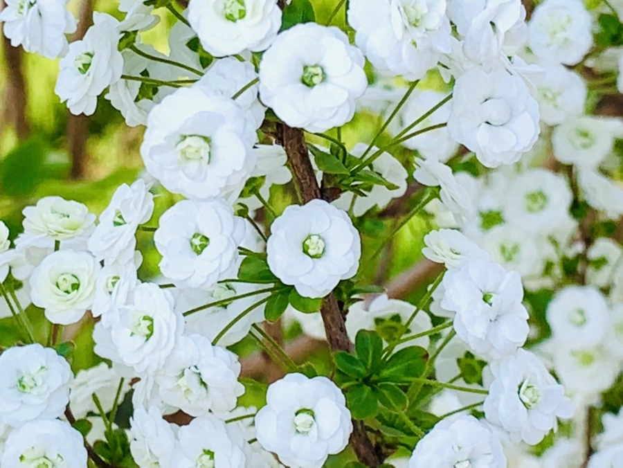 IMG_3332.jpg?type=w966