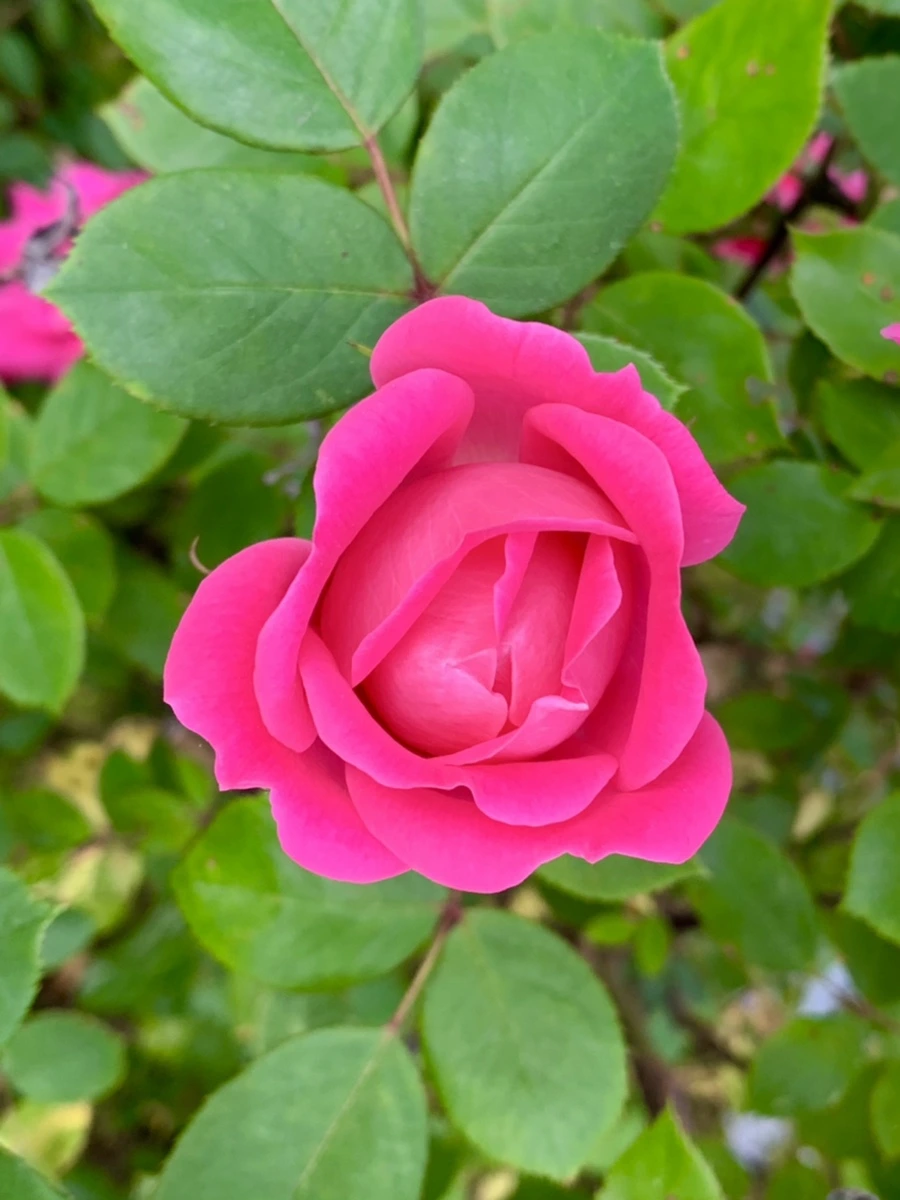 IMG_4060.jpg?type=w966