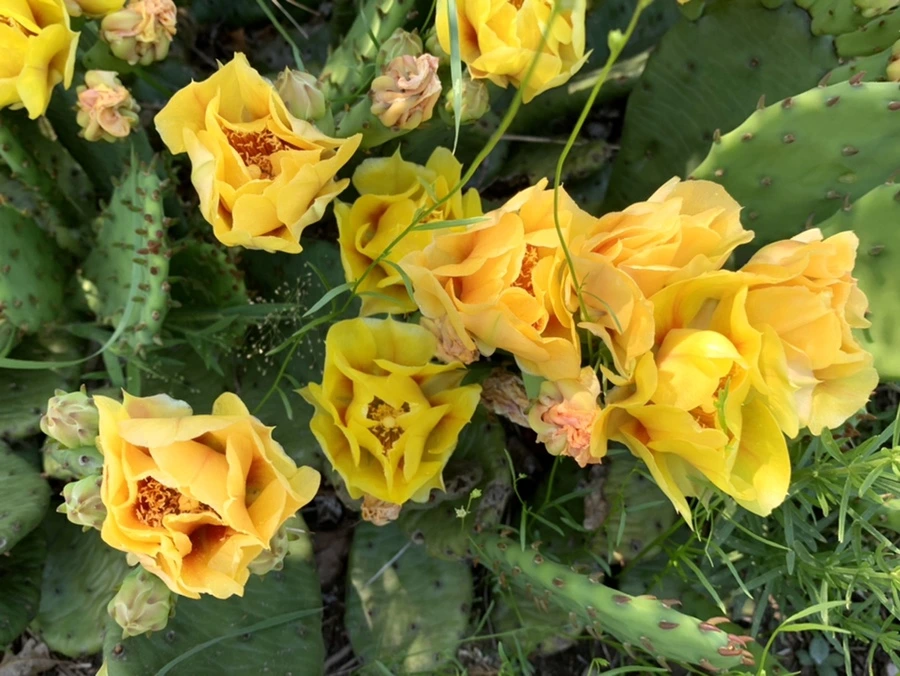 IMG_4704.jpg?type=w966