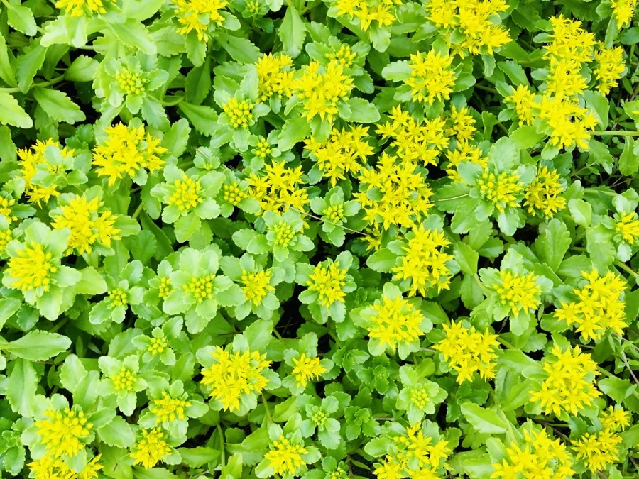 IMG_8393.jpg?type=w966