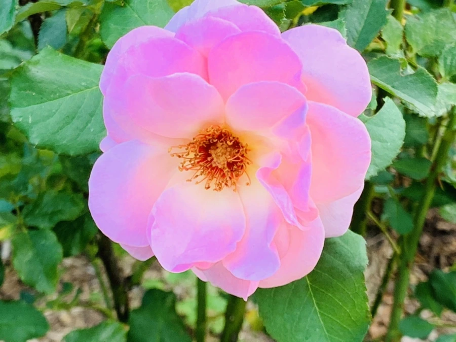 IMG_1235.jpg?type=w966