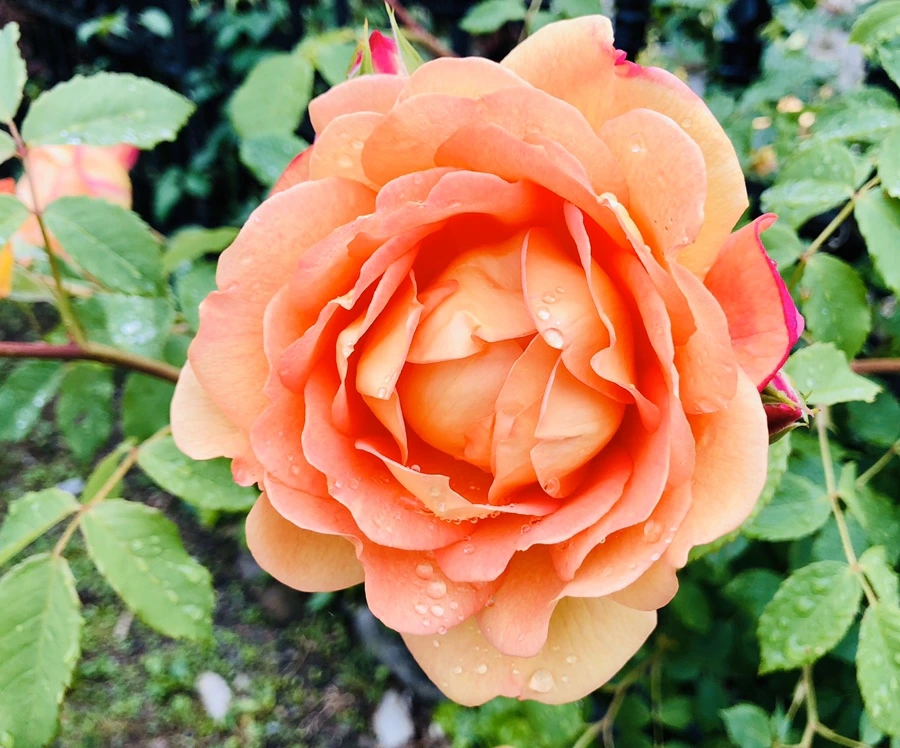 IMG_7517.jpg?type=w966