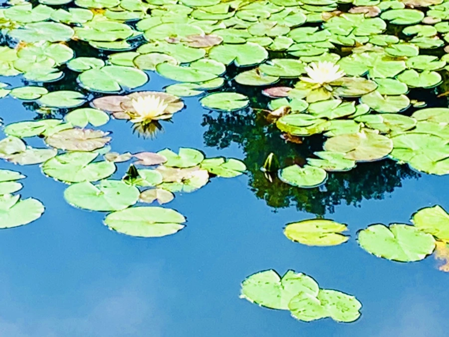 IMG_1291.jpg?type=w966