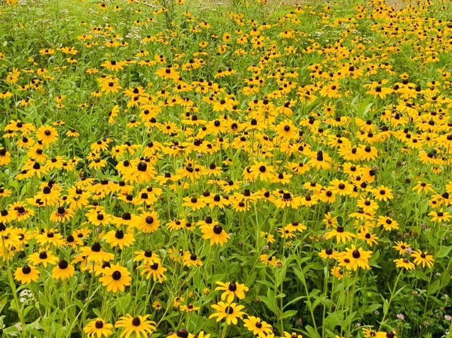 IMG_6851.jpg?type=w966