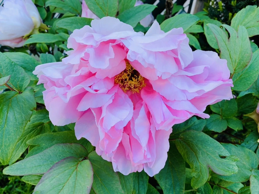 IMG_0549.jpg?type=w966