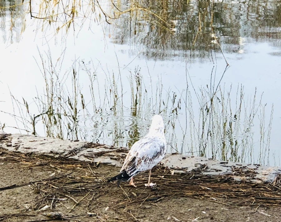 IMG_9157.jpg?type=w966