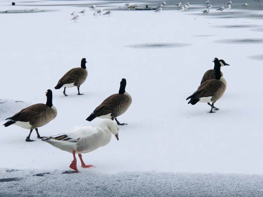 IMG_6033.jpg?type=w966