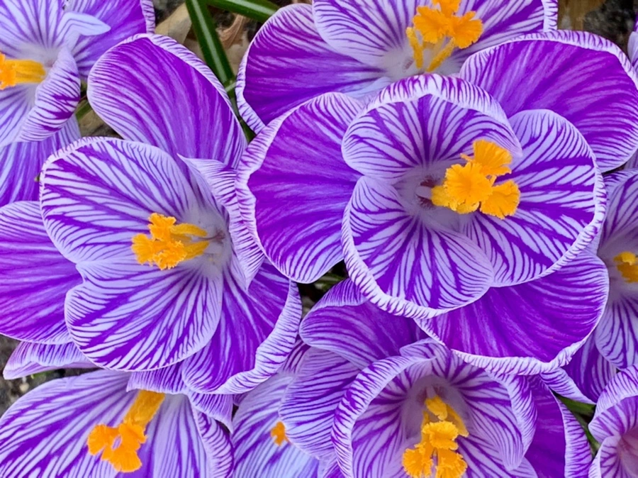 IMG_3146.jpg?type=w966