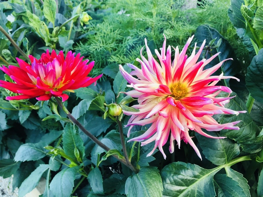 IMG_0045.jpg?type=w966