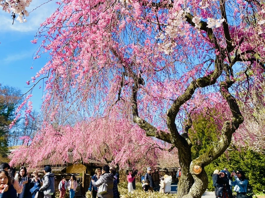 IMG_8548.jpg?type=w966