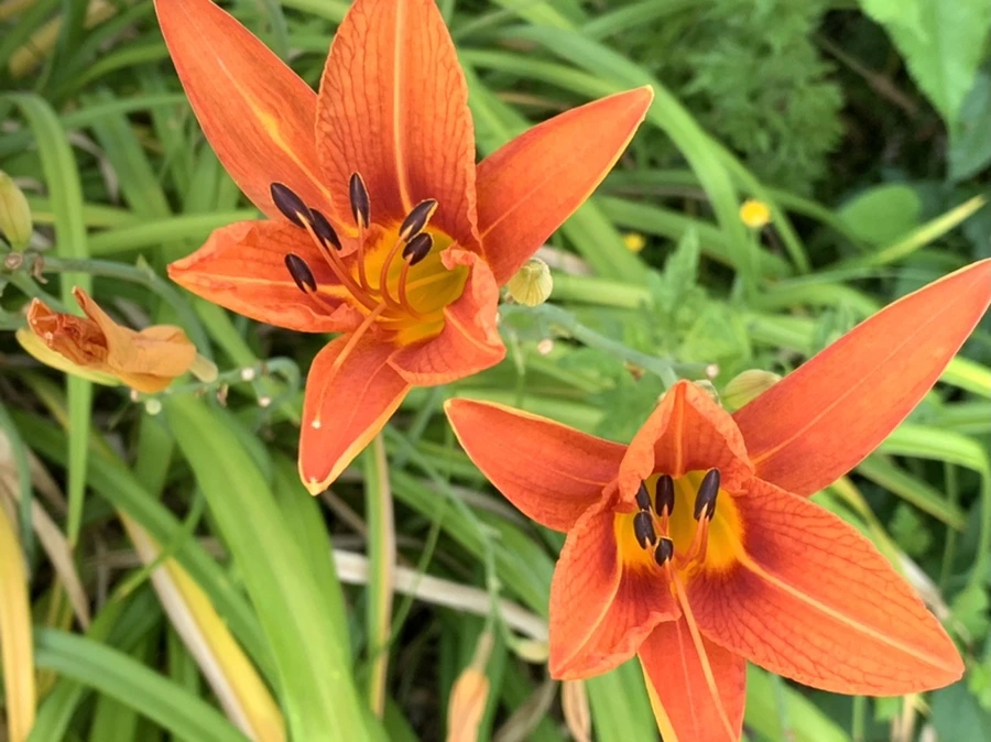 IMG_5331.jpg?type=w966