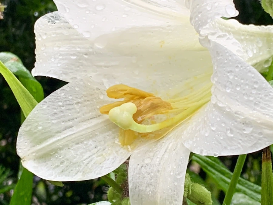 IMG_0140.jpg?type=w966