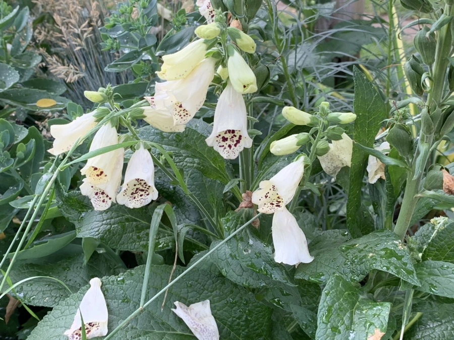 IMG_8953.jpg?type=w966