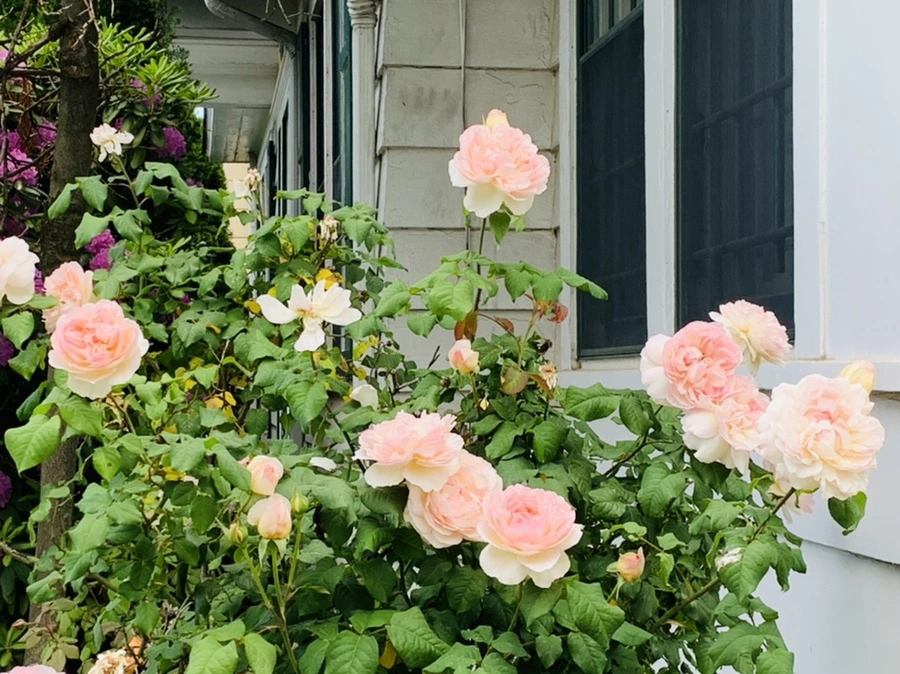 IMG_5495.jpg?type=w966