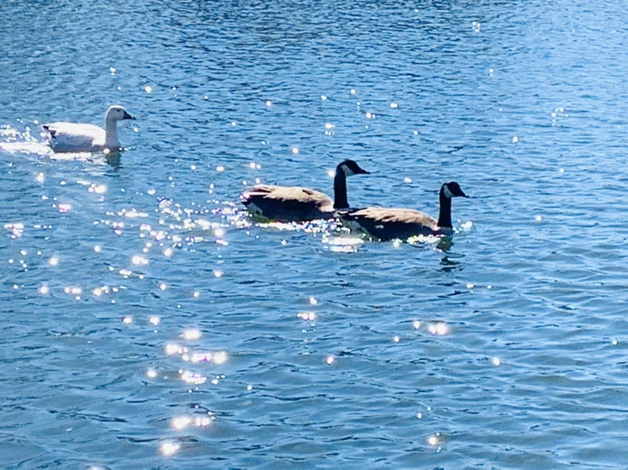 IMG_7614.jpg?type=w966