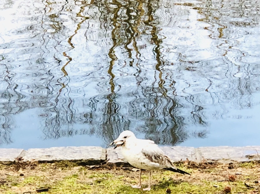 IMG_9117.jpg?type=w966